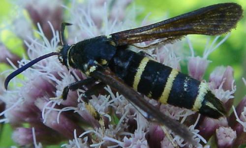 Réf. 3 633 : Paranthrene tabaniformis