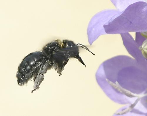 Xylocopa sp.