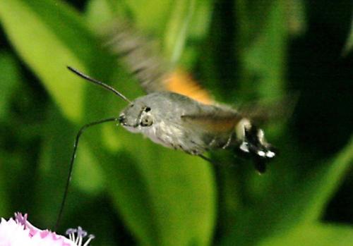 Macroglossum stellatarum