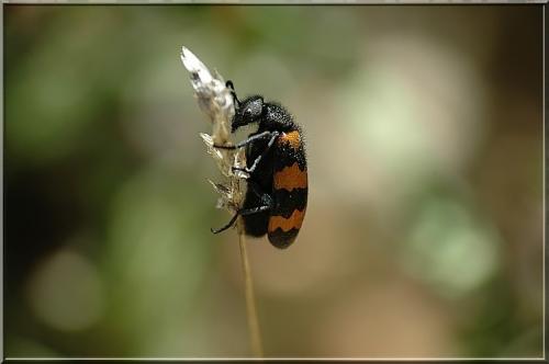 Réf. 3 368 : Mylabris variabilis