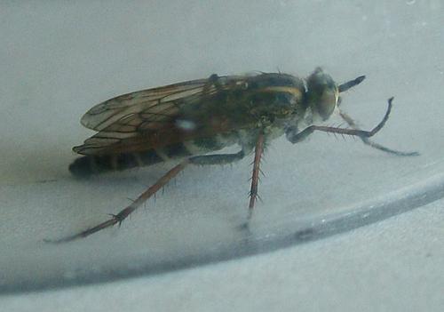 Thereva sp.
