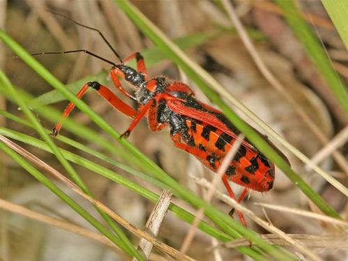 Réf. 3 582 : Rhynocoris sp.