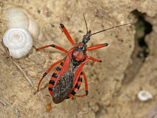 Réf. 3 583 : Rhynocoris sp.