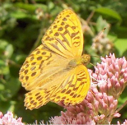 Argynnis paphia