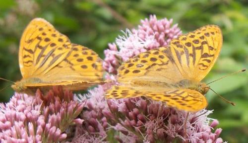 Argynnis paphia