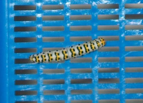 Cucullia scrophulariae
