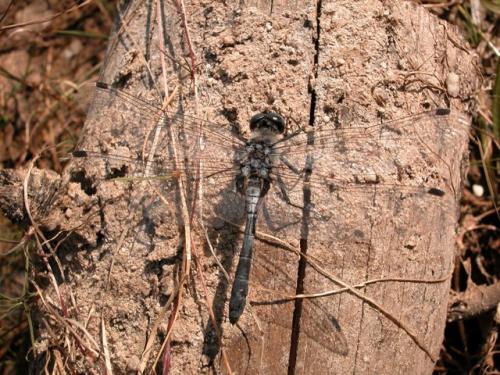 Réf. 3 115 : Leucorrhinia albifrons