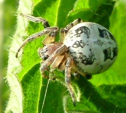Réf. 3 183 : Larinioides sclopetarius