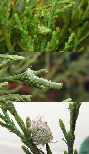 Réf. 3 072 : Coniatus tamarisci