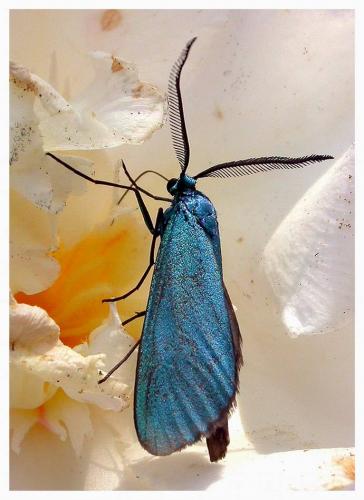 Jordanita globulariae