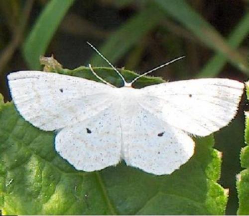 Réf. 3 466 : Scopula immutata
