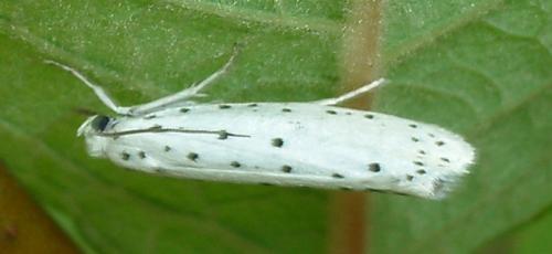 Yponomeuta sp.