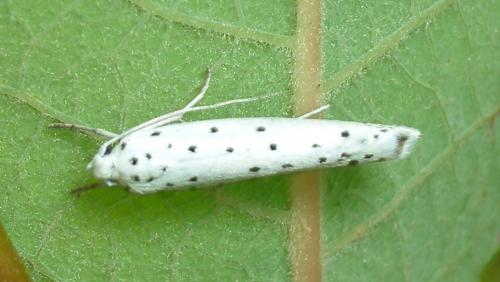 Yponomeuta sp.