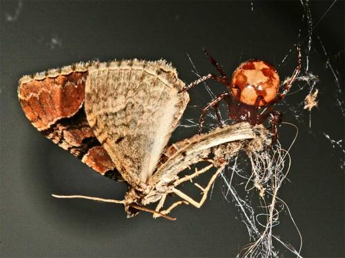 Steatoda triangulosa