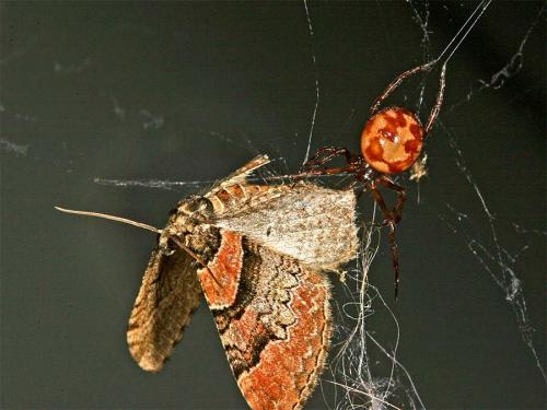 Steatoda triangulosa