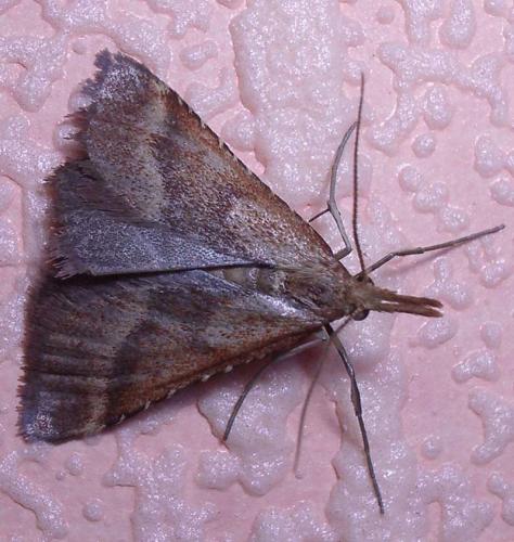Synaphe punctalis