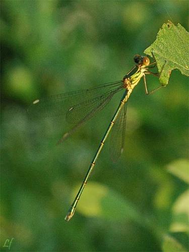 Chalcolestes viridis