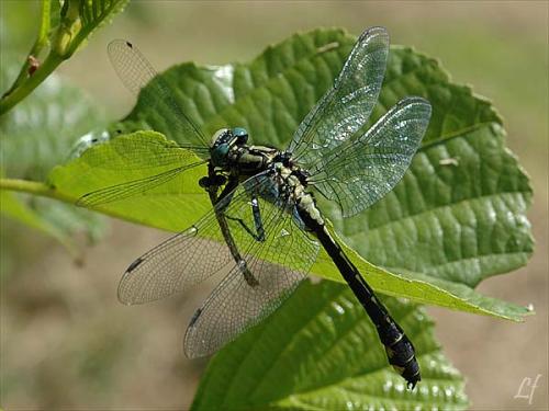 Réf. 3 083 : Gomphus vulgatissimus
