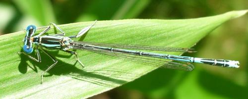 Platycnemis pennipes
