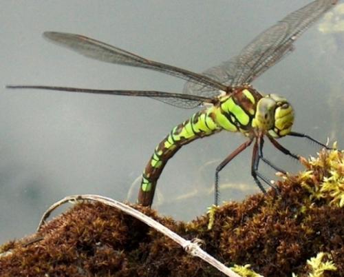 Aeshna cyanea