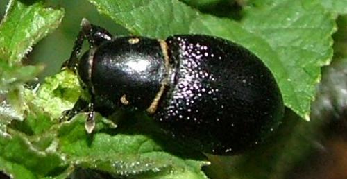 Liparus coronatus