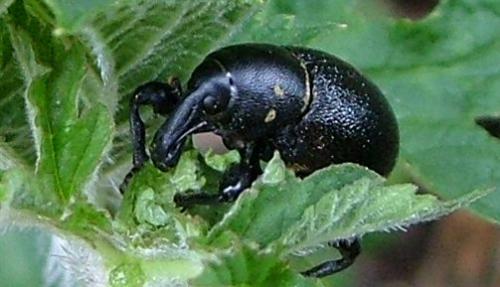 Liparus coronatus