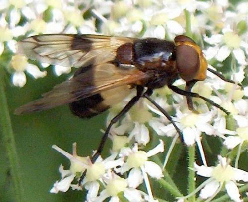 Volucella pellucens