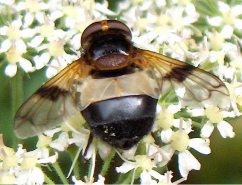 Volucella pellucens