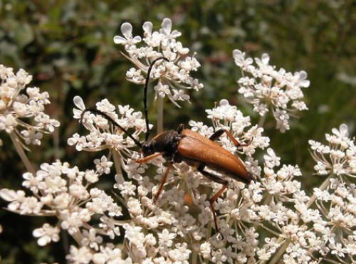 Stictoleptura rubra