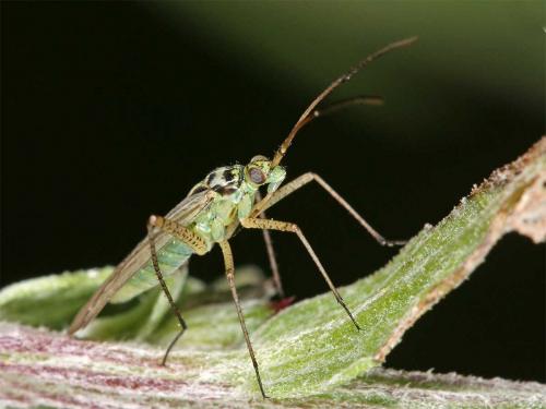 Oncotylus viridiflavus