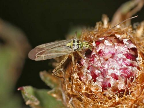 Oncotylus viridiflavus