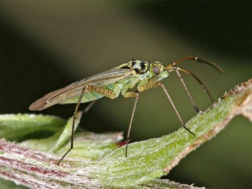 Oncotylus viridiflavus