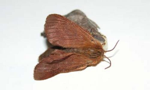 Malacosoma alpicola