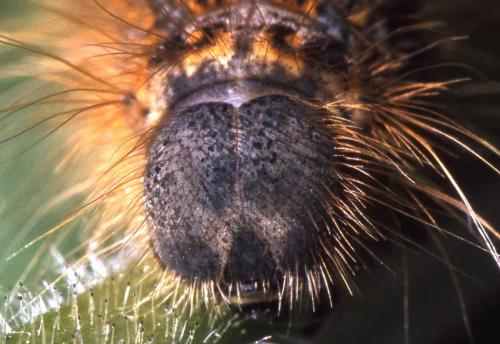 Malacosoma alpicola