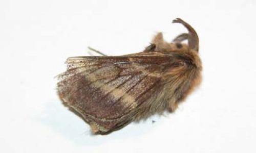 Malacosoma alpicola
