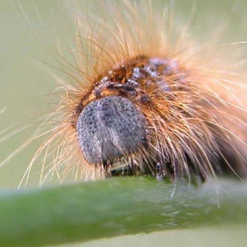 Malacosoma alpicola