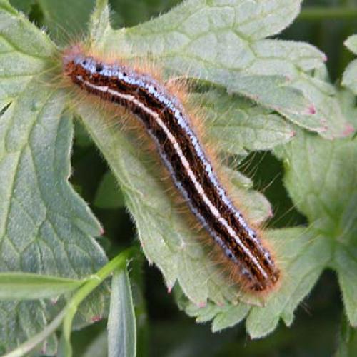 Malacosoma alpicola