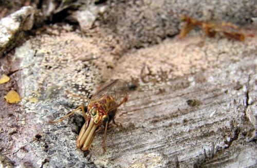 Mantispa styriaca