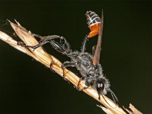 Prionyx kirbii