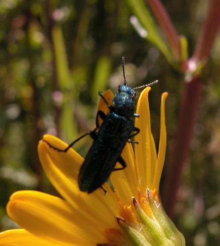 Psilothrix viridicoerulea
