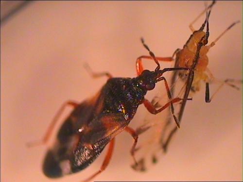 Anthocoris nemoralis