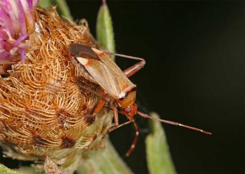 Réf. 3 387 : Adelphocoris vandalicus