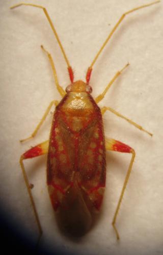 Pseudoloxops coccineus