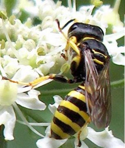 Ectemnius lituratus