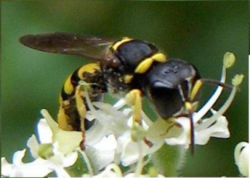 Ectemnius lituratus
