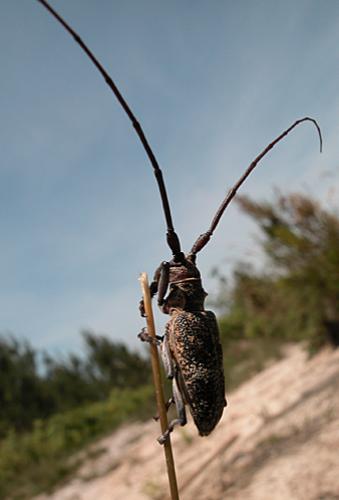 Monochamus galloprovincialis