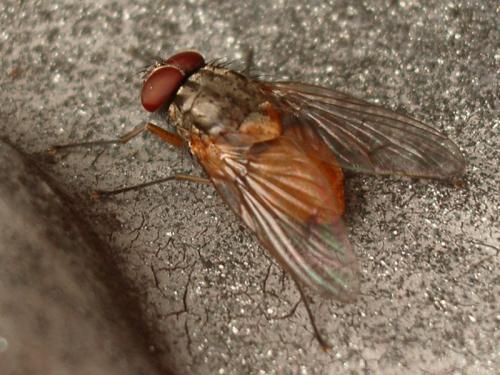 Réf. 3 688 : Phaonia sp.