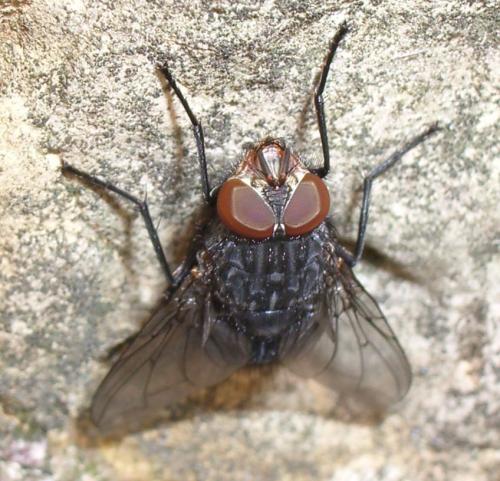 Calliphora vicina