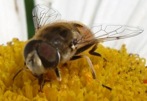 Eristalis arbustorum