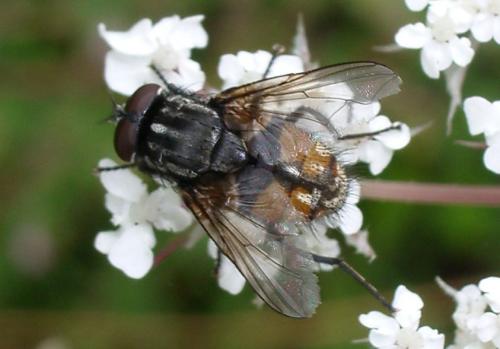 Réf. 3 982 : Musca autumnalis